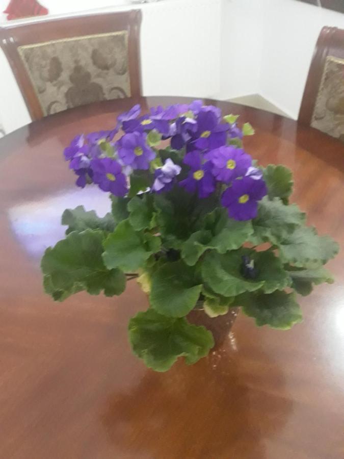 Vila Nicoleta Băile Olăneşti Kültér fotó